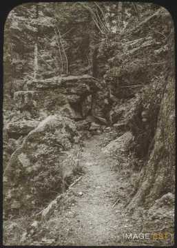 Sentier de forêt (Raon-l'Étape)